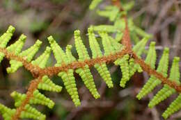 Image of Gleichenia dicarpa R. Br.