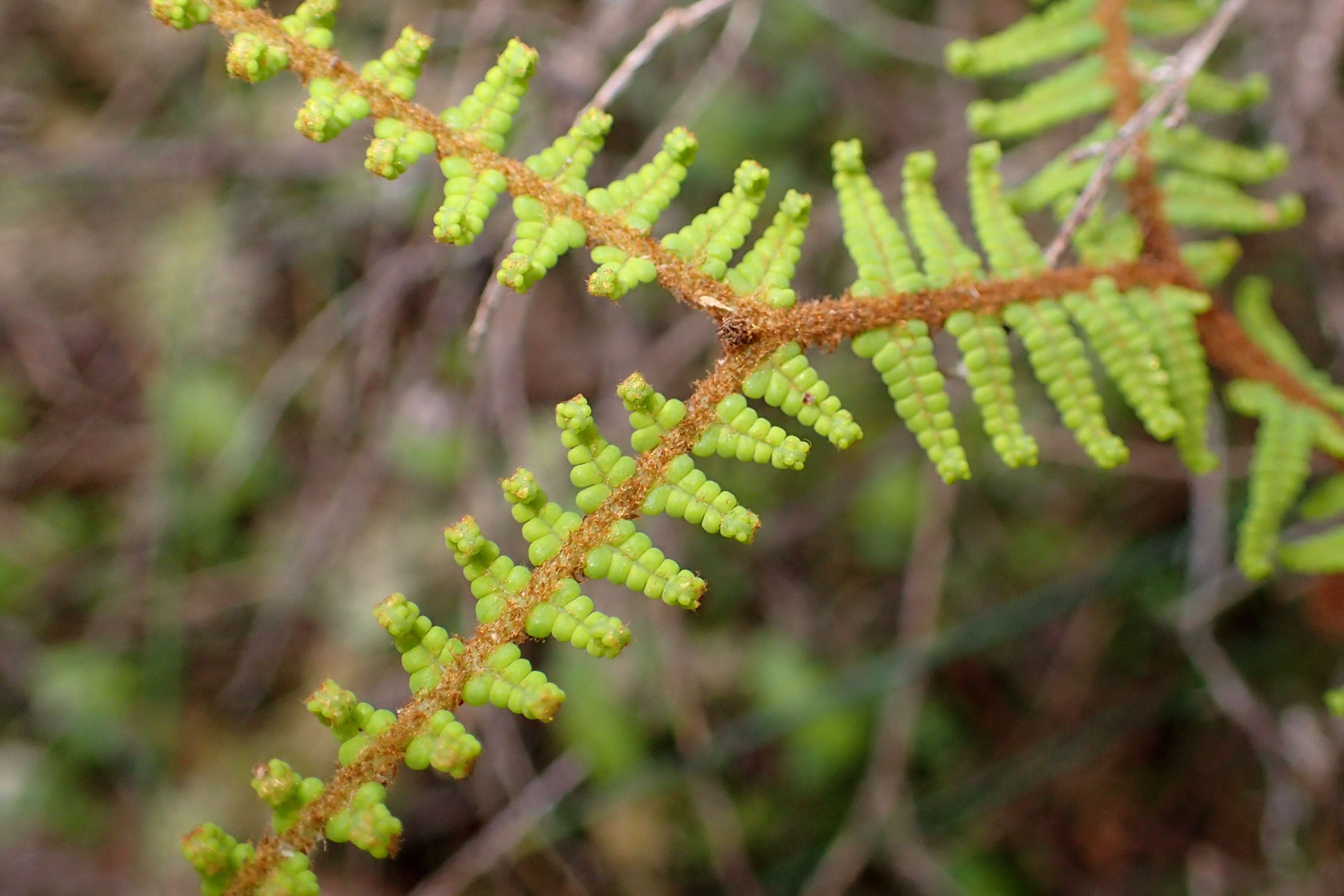 Image of Gleichenia dicarpa R. Br.