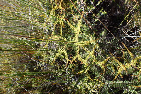 Image of Gleichenia dicarpa R. Br.