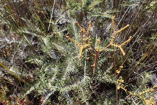 Image of Gleichenia dicarpa R. Br.