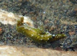 Image of Polycera Cuvier 1816