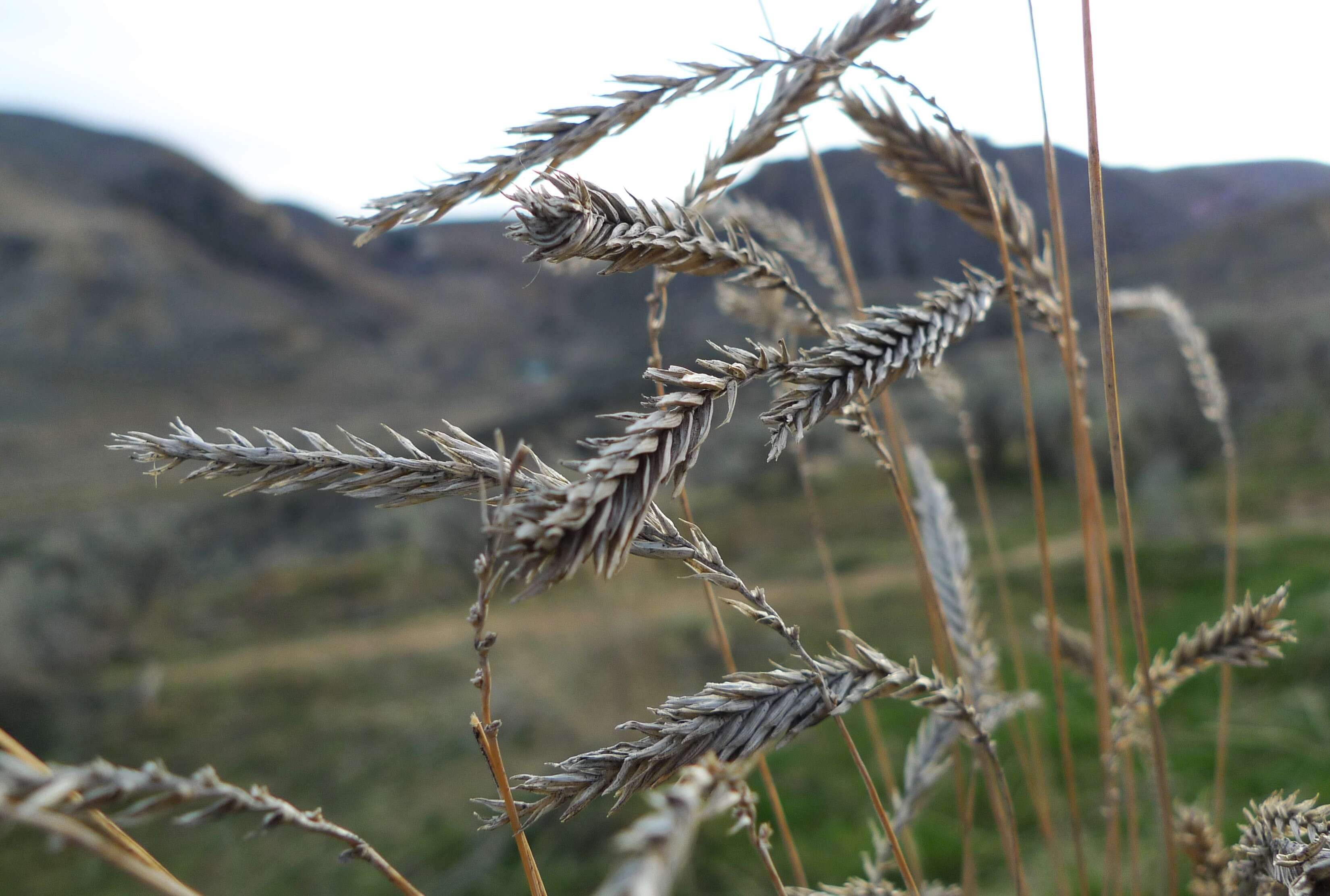 Imagem de Agropyron