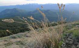 Image of wheatgrass