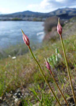 Image de Allium acuminatum Hook.