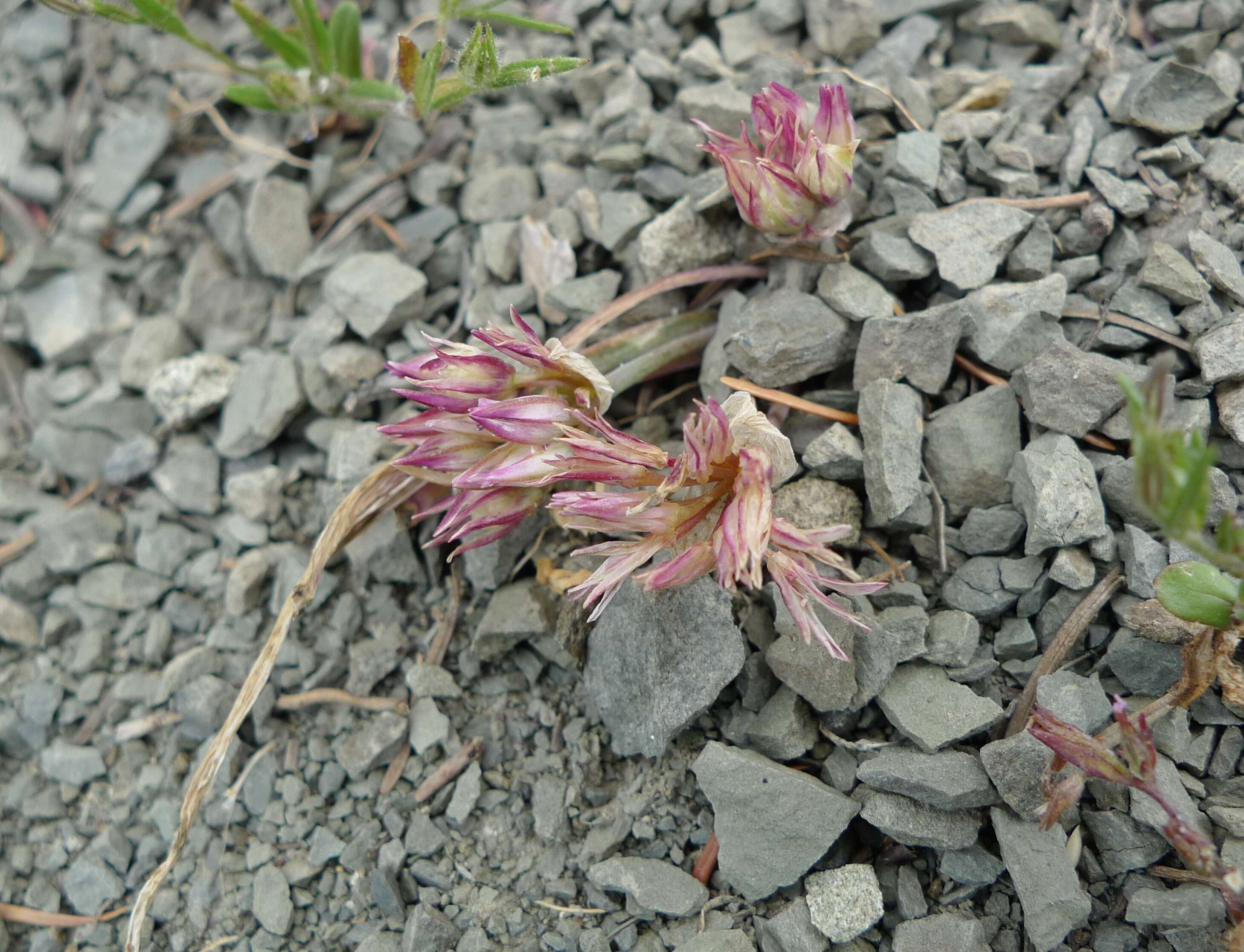 Image of Olympic onion