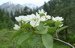 Image of Saskatoon serviceberry