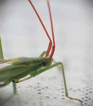 Image of Rice Leaf Bug