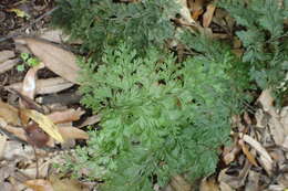 Image of Hymenophyllum demissum (G. Forst.) Sw.