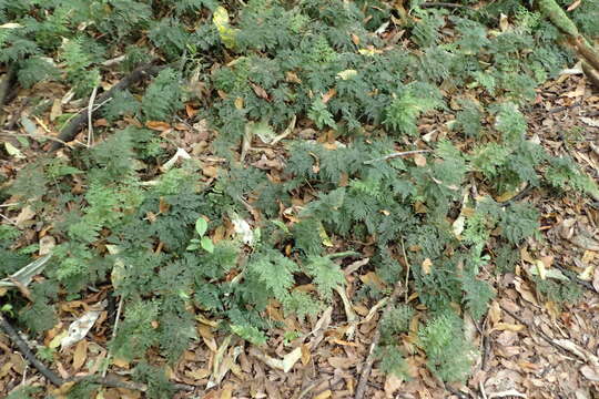 Image of Hymenophyllum demissum (G. Forst.) Sw.