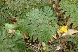 Image of Hymenophyllum demissum (G. Forst.) Sw.