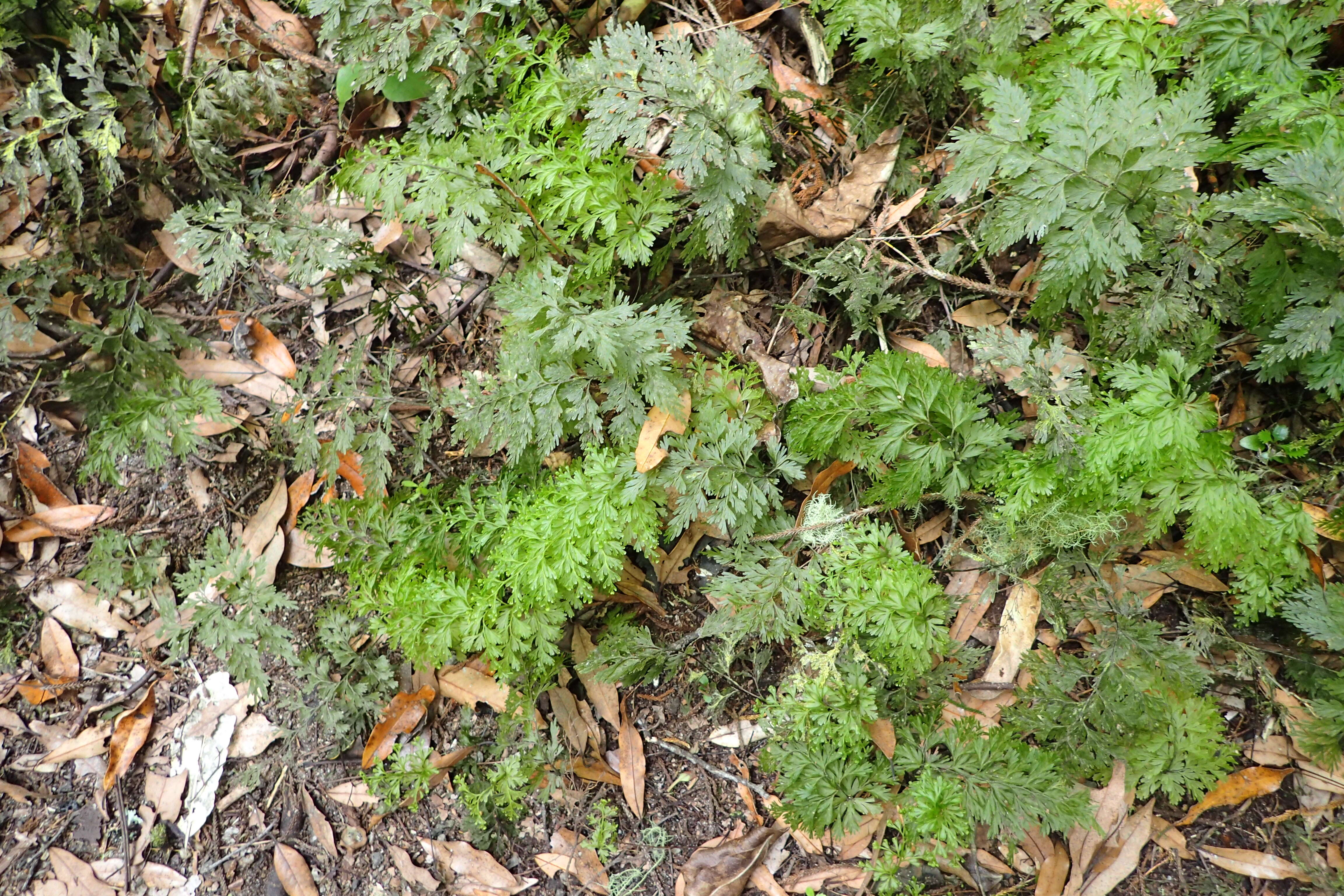 Image of Hymenophyllum demissum (G. Forst.) Sw.