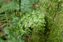 Image of Hymenophyllum demissum (G. Forst.) Sw.