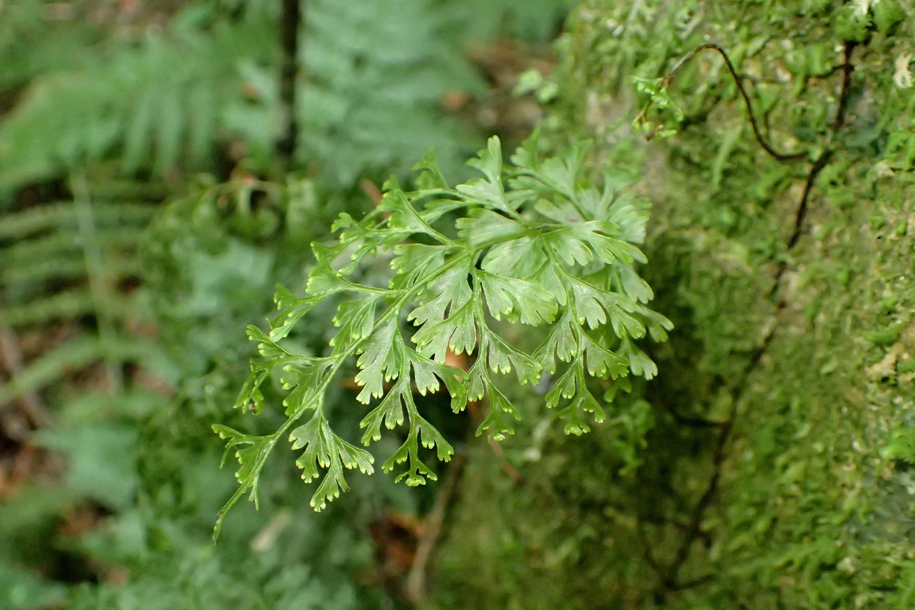 Image of Hymenophyllum demissum (G. Forst.) Sw.