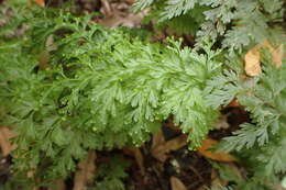 Image of Hymenophyllum demissum (G. Forst.) Sw.