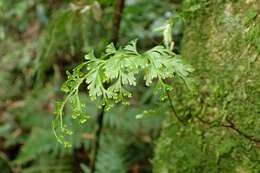 Image of Hymenophyllum demissum (G. Forst.) Sw.