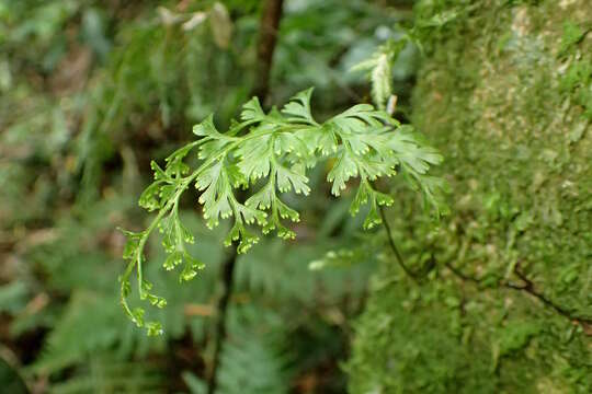 Imagem de Hymenophyllum demissum (G. Forst.) Sw.