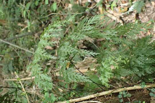 Image of Hymenophyllum demissum (G. Forst.) Sw.