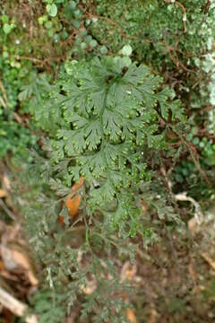 Imagem de Hymenophyllum demissum (G. Forst.) Sw.