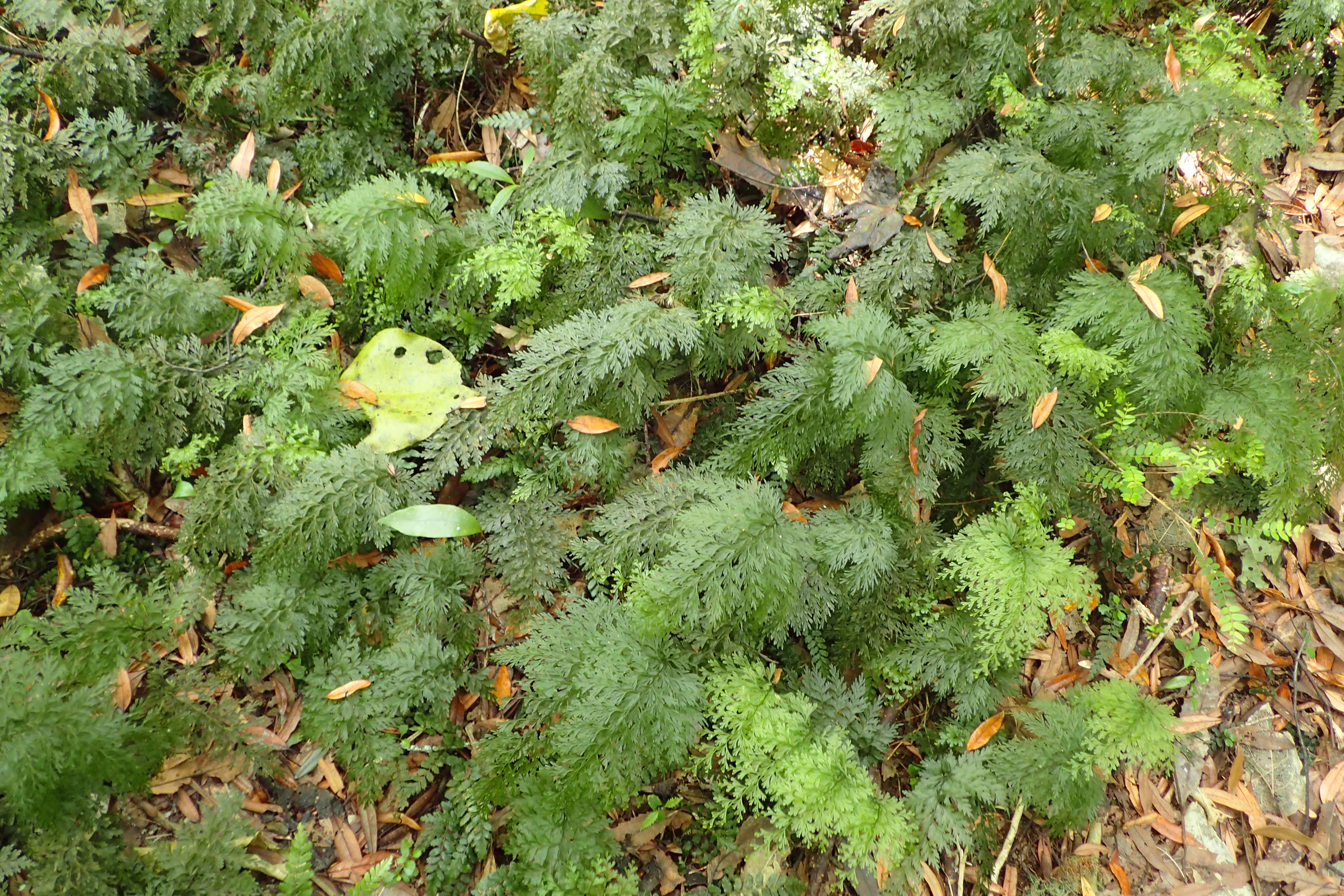 Image of Hymenophyllum demissum (G. Forst.) Sw.