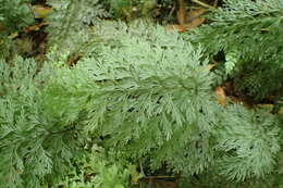 Image of Hymenophyllum demissum (G. Forst.) Sw.