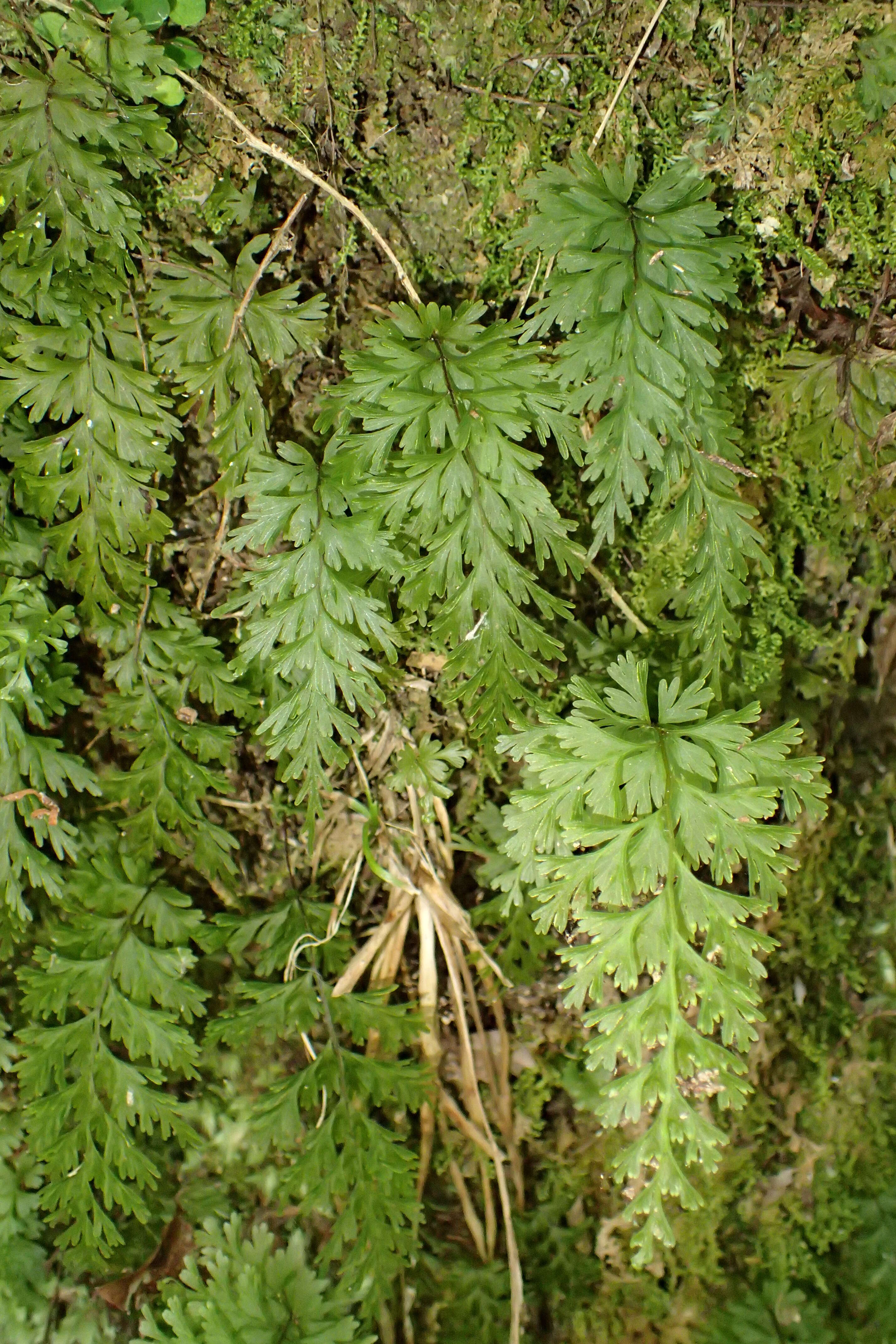 Image of Hymenophyllum demissum (G. Forst.) Sw.