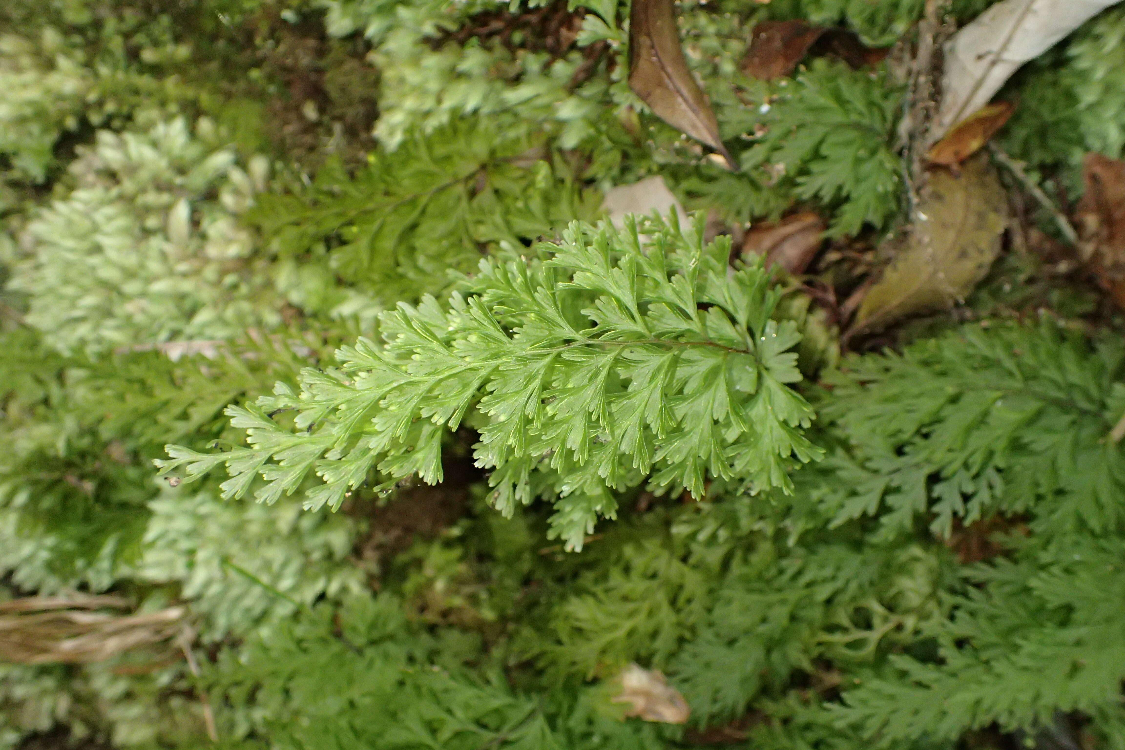 Image of Hymenophyllum demissum (G. Forst.) Sw.