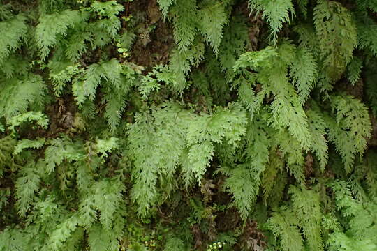 Image of Hymenophyllum demissum (G. Forst.) Sw.