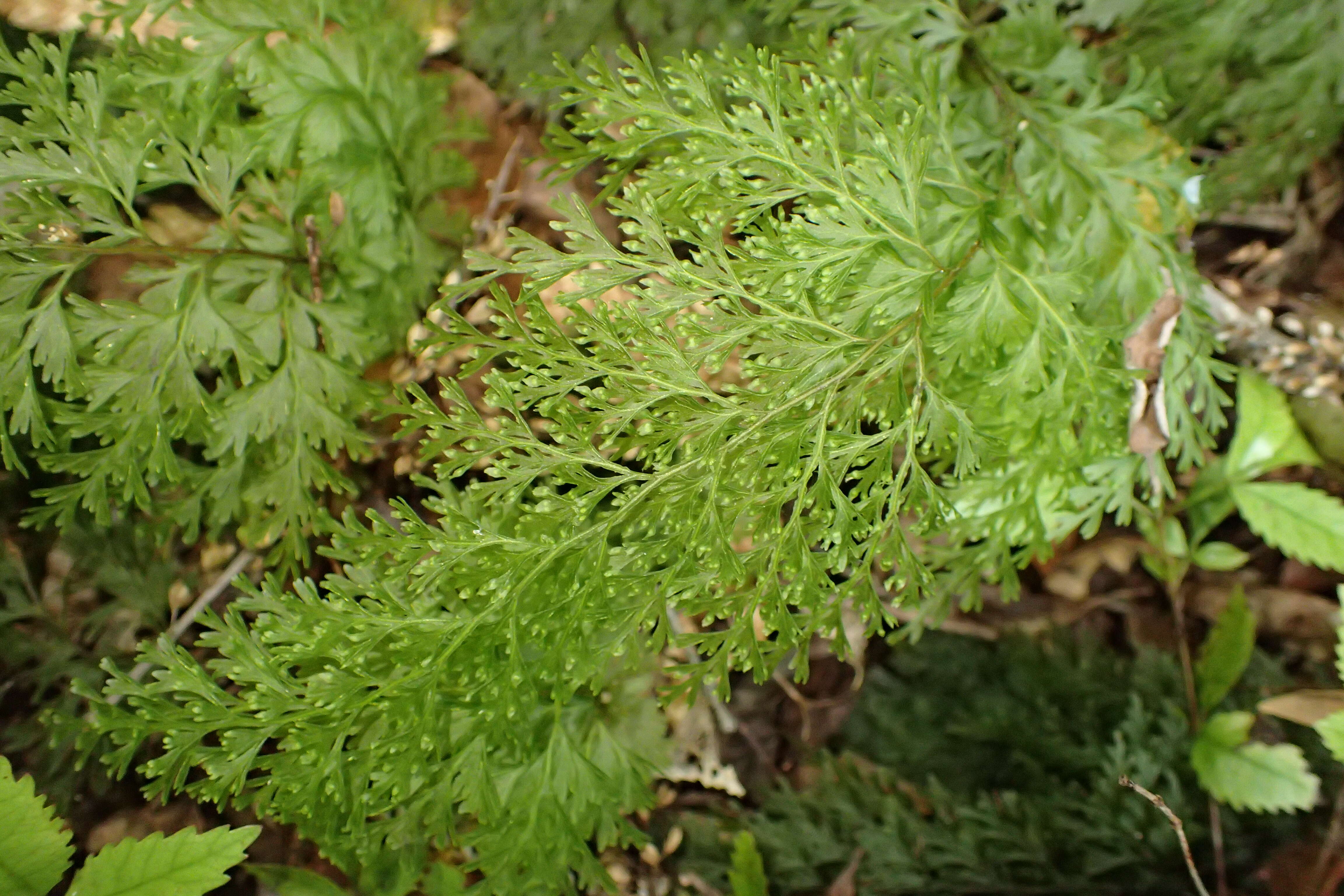 Image of Hymenophyllum demissum (G. Forst.) Sw.