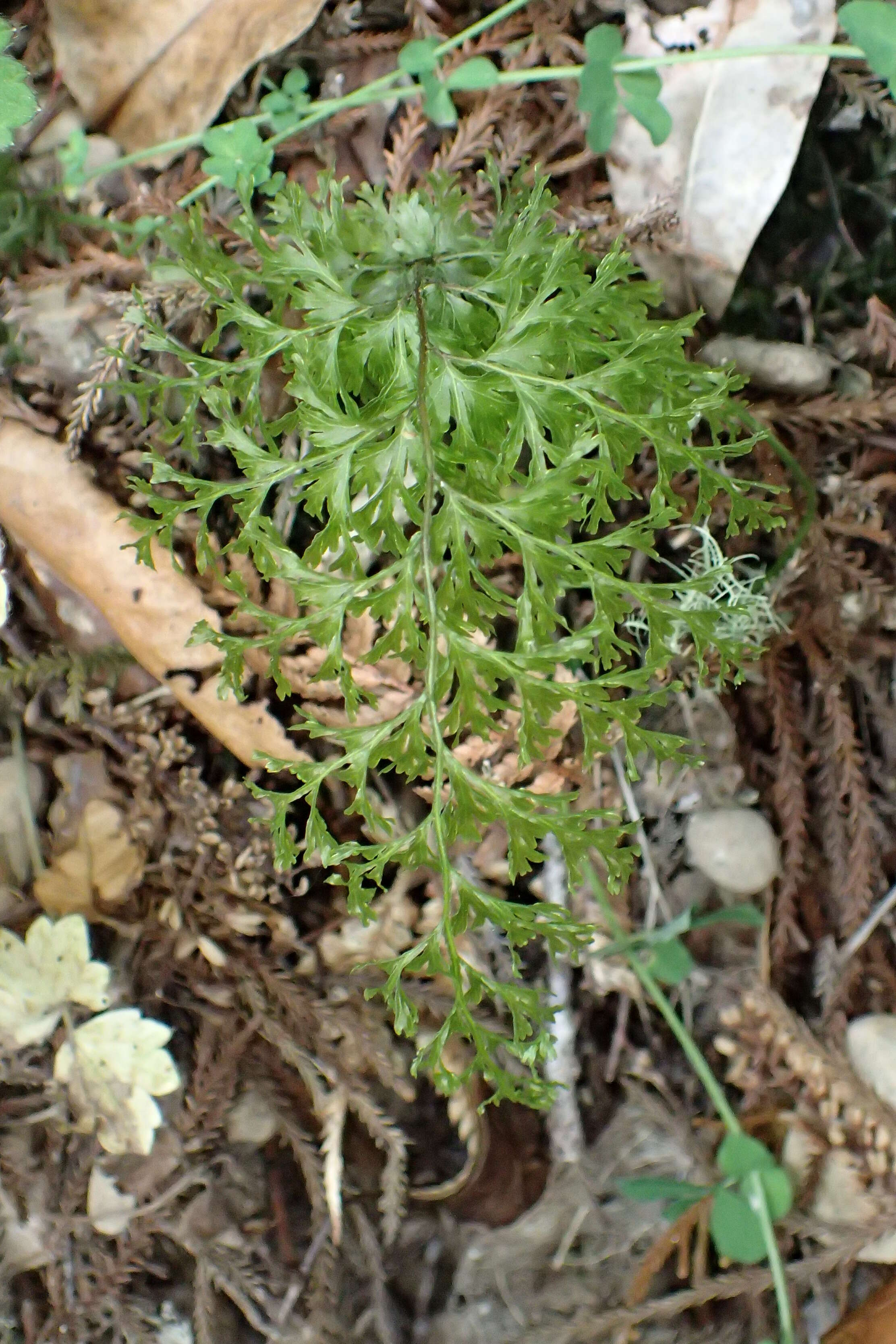 Image of Hymenophyllum demissum (G. Forst.) Sw.