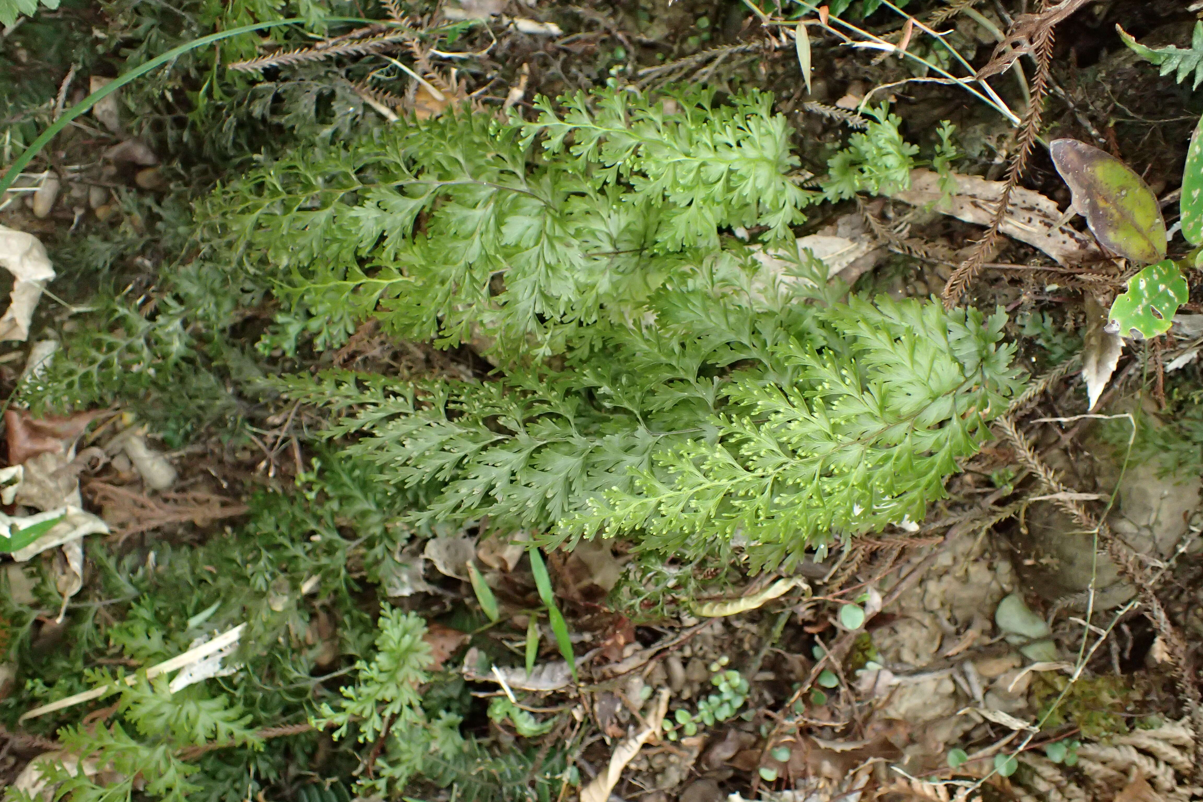 Image of Hymenophyllum demissum (G. Forst.) Sw.