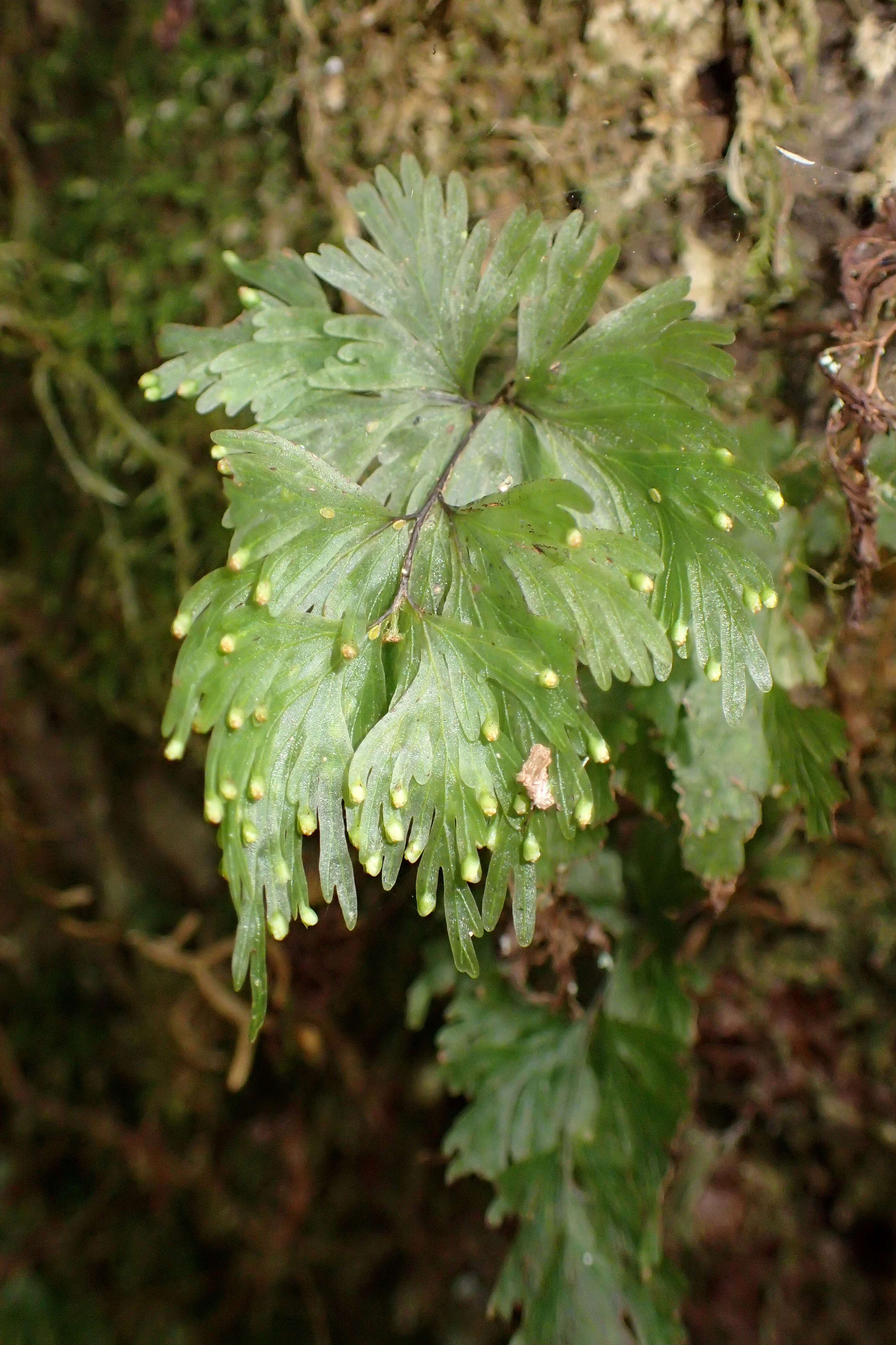 Imagem de Hymenophyllum flabellatum Labill.