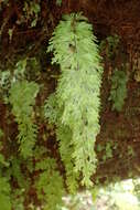 Imagem de Hymenophyllum flabellatum Labill.