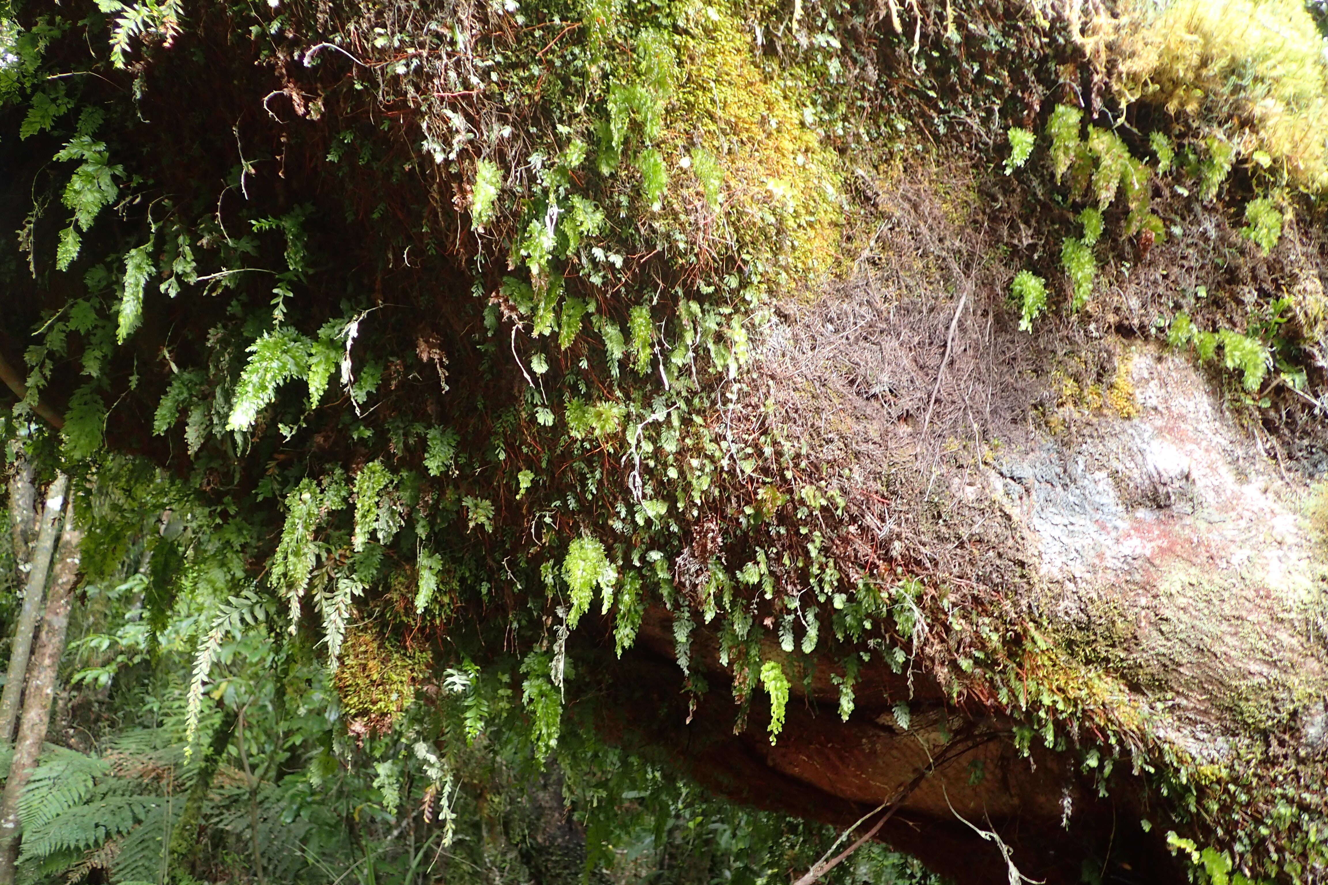 Imagem de Hymenophyllum flabellatum Labill.