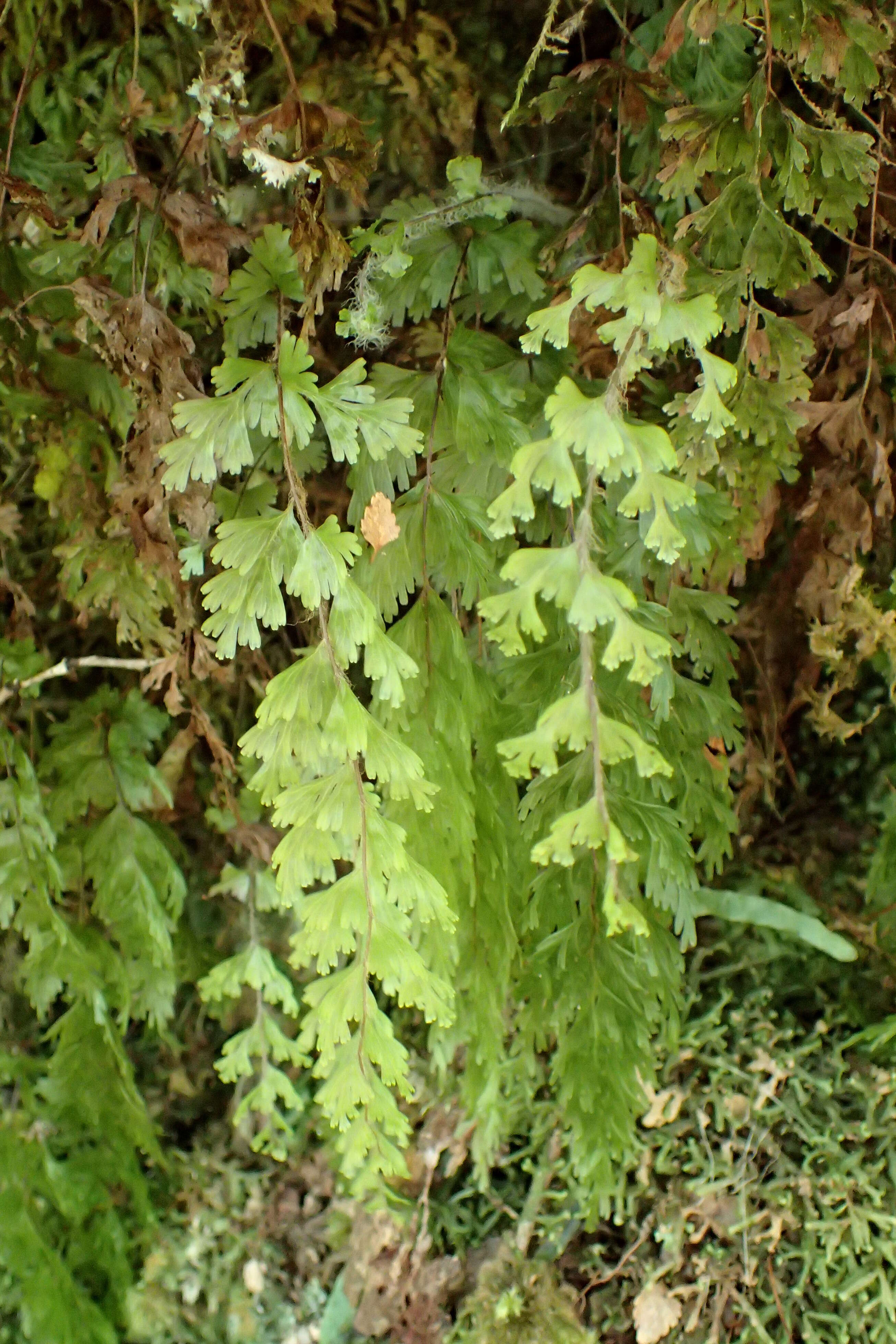 Imagem de Hymenophyllum flabellatum Labill.