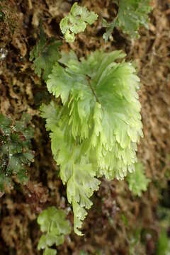 Imagem de Hymenophyllum flabellatum Labill.