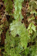 Imagem de Hymenophyllum flabellatum Labill.