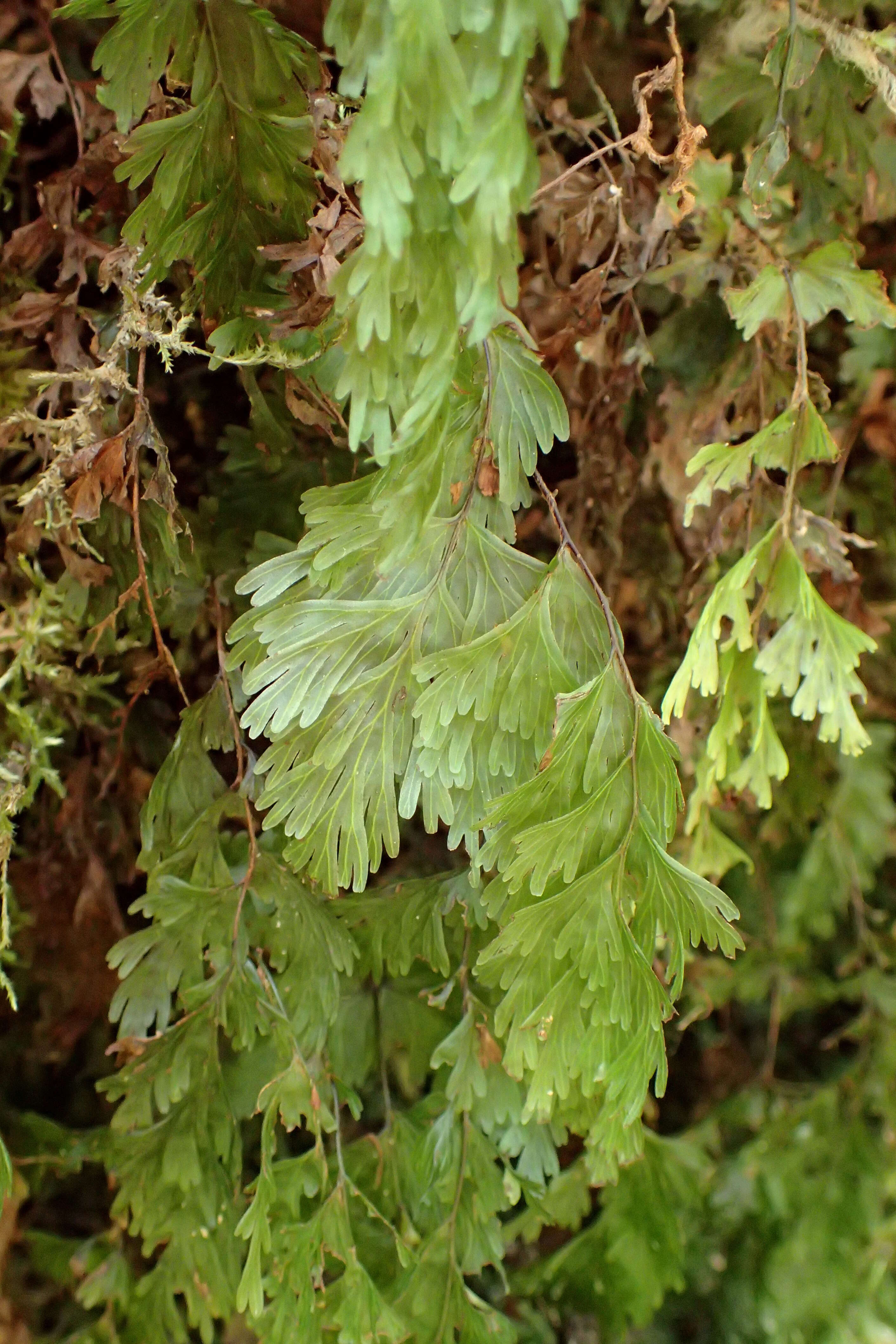 Imagem de Hymenophyllum flabellatum Labill.