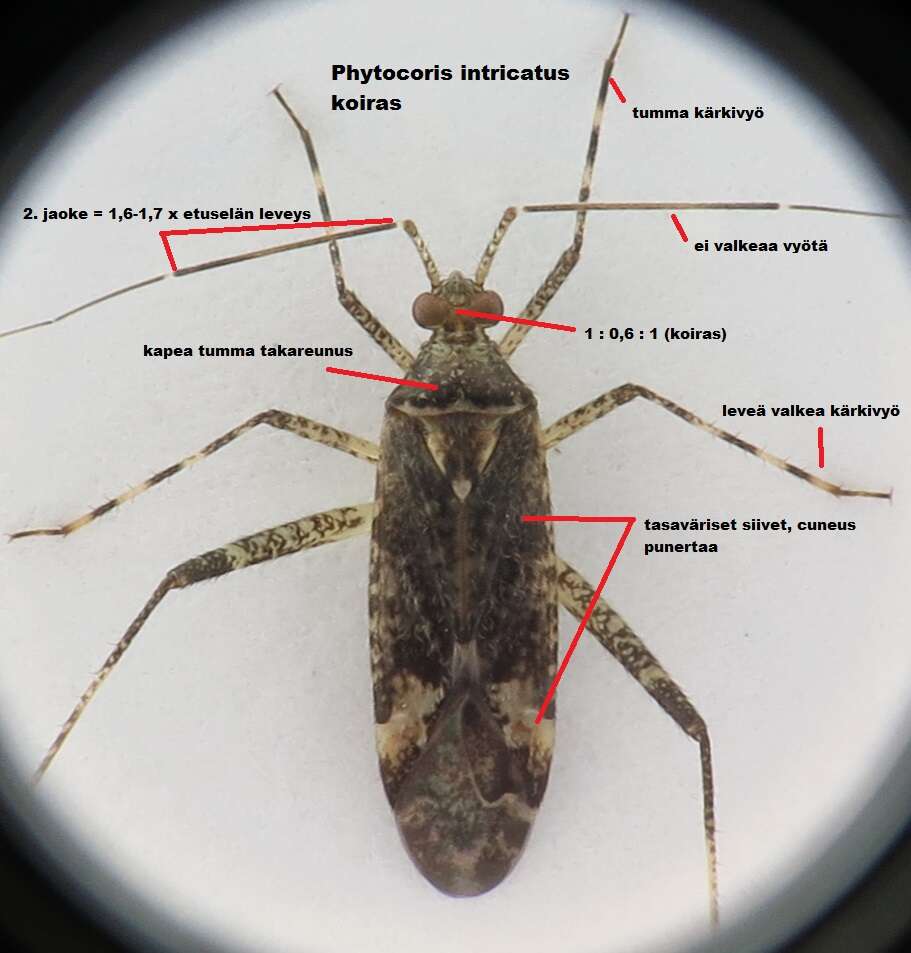 Image of Phytocoris intricatus Flor 1861