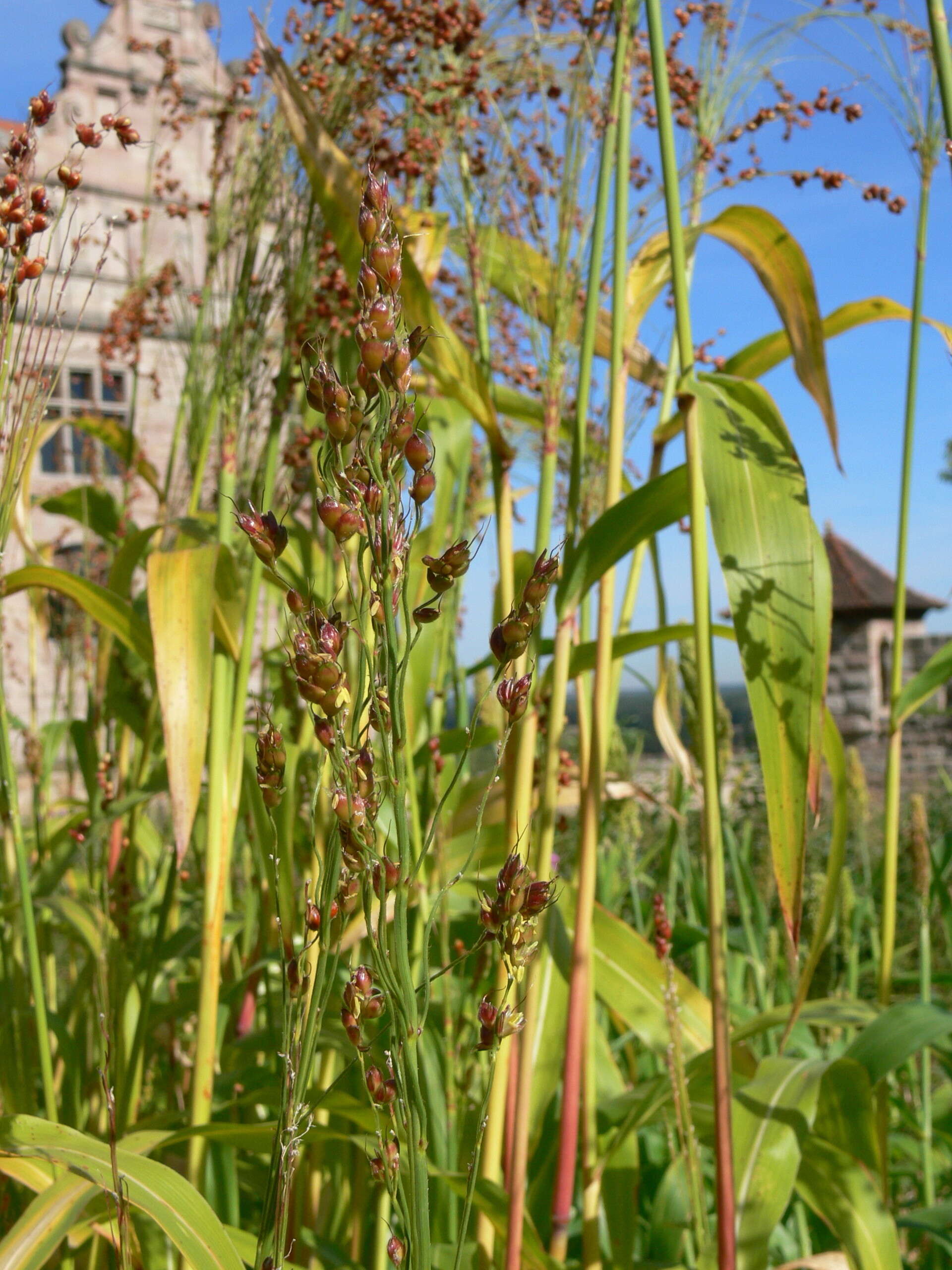 Image of sorghum