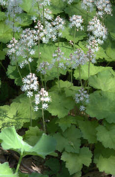 Image of Heartleaved foamflower