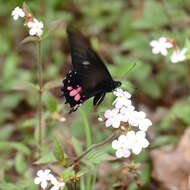 Image de Papilio anchisiades Esper 1788