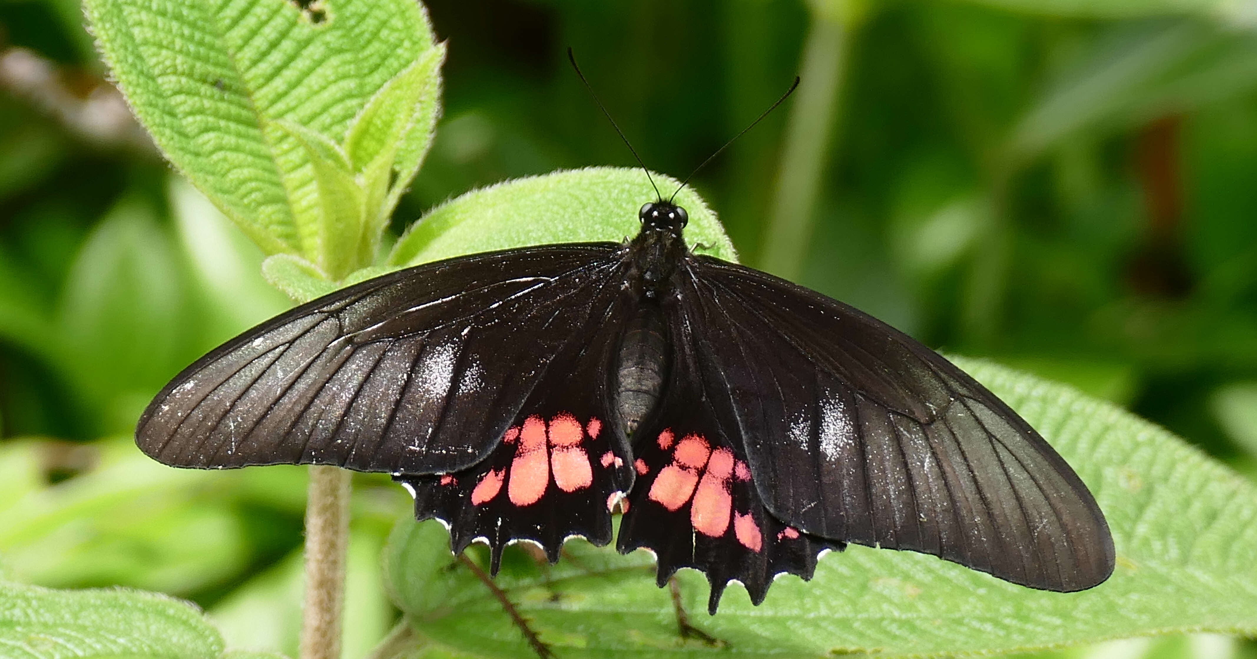 Image de Papilio anchisiades Esper 1788