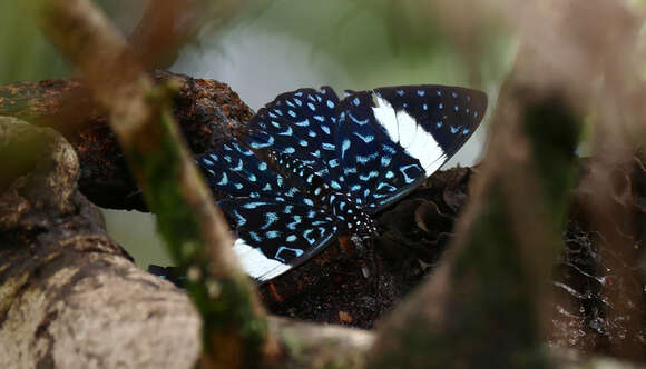 صورة Hamadryas amphinome Linnaeus 1767