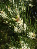 Imagem de Hakea lissosperma R. Br.