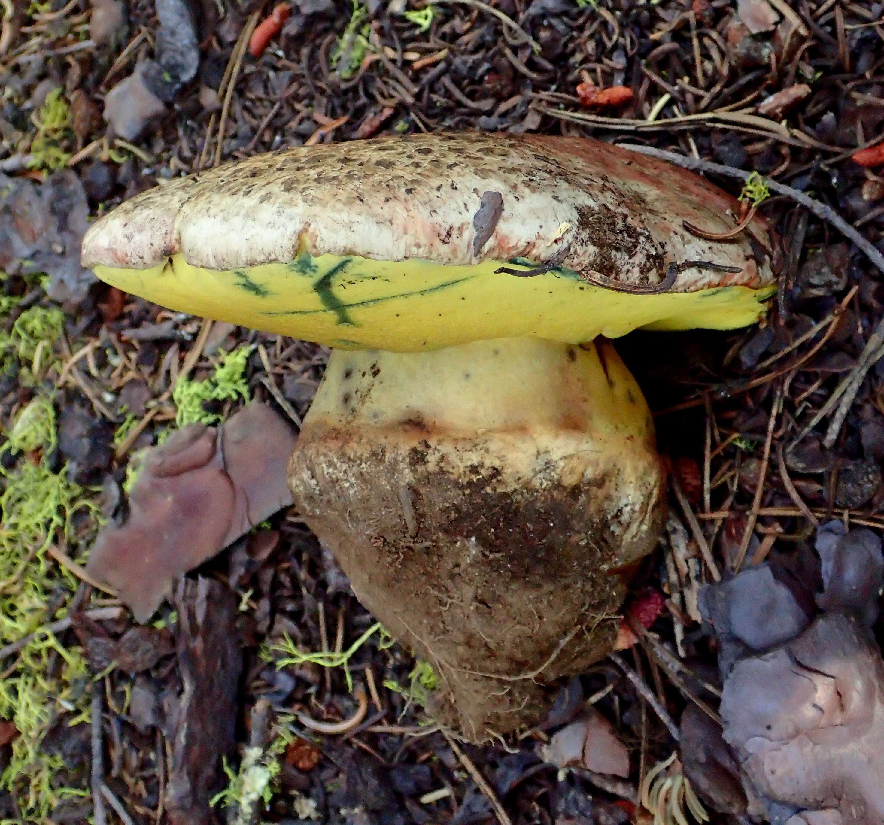 Image of Butyriboletus abieticola (Thiers) D. Arora & J. L. Frank 2014