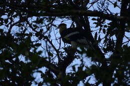 Image of Great Indian Hornbill