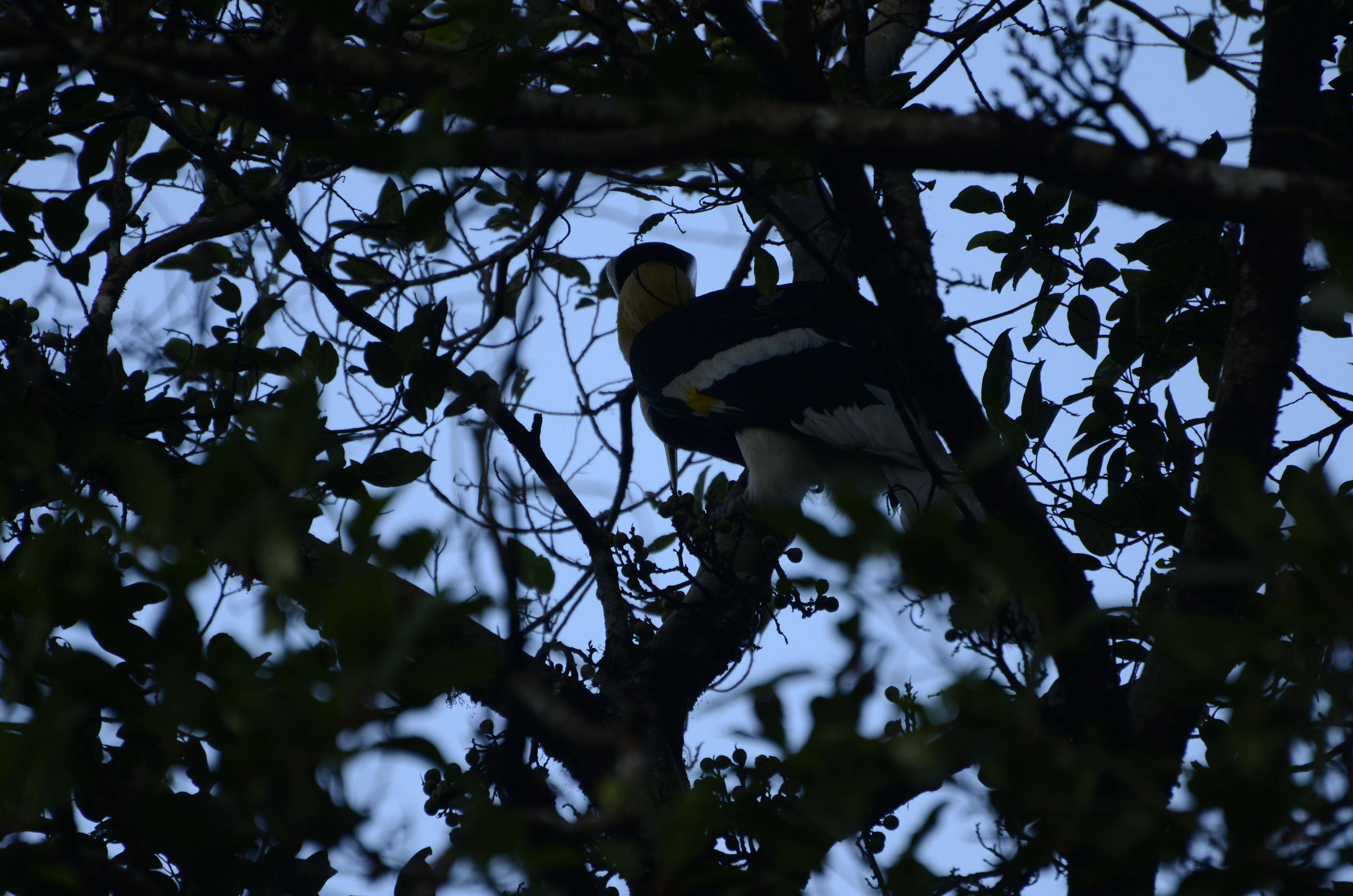 Image of Great Indian Hornbill