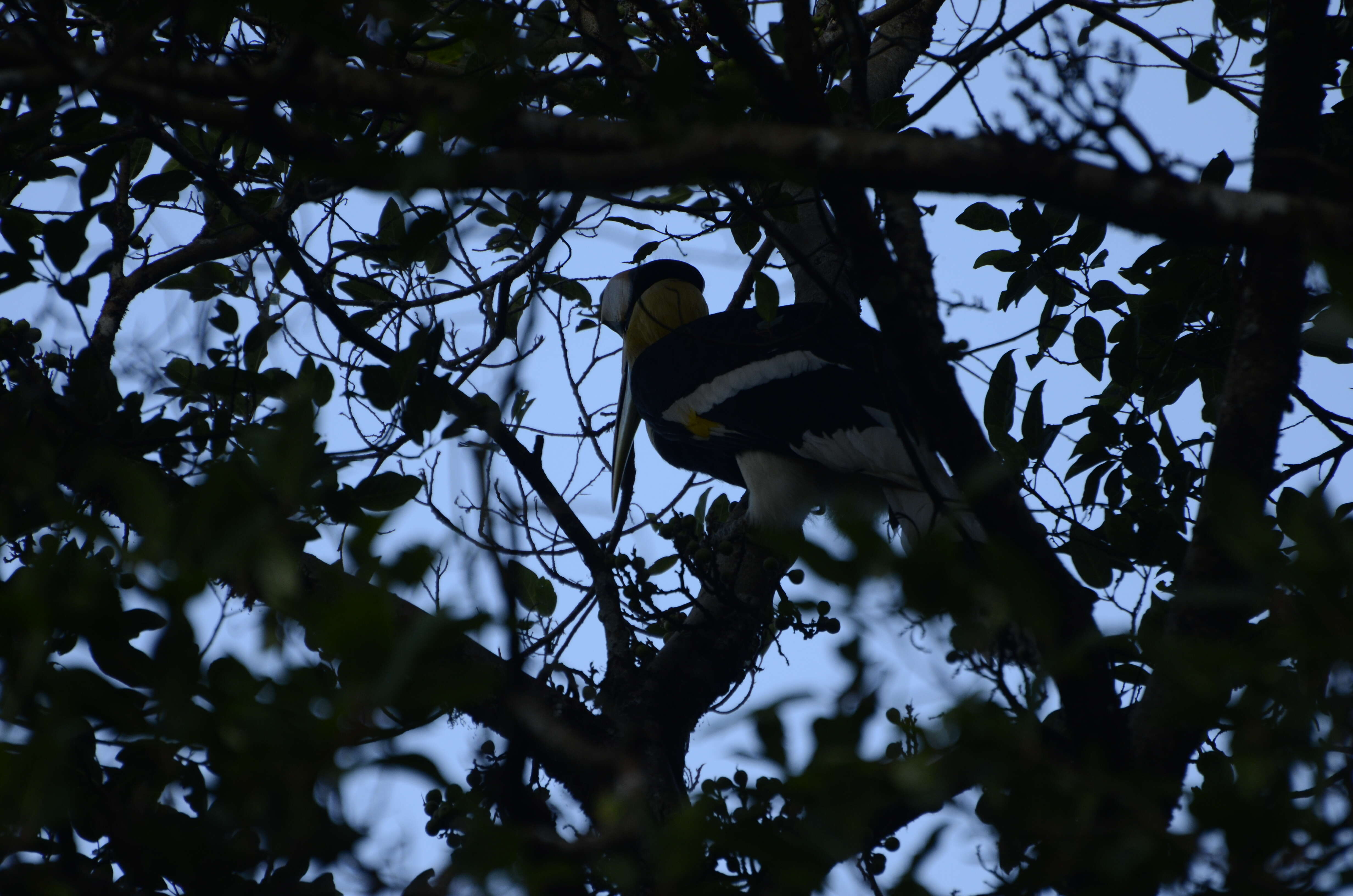 Image of Great Indian Hornbill