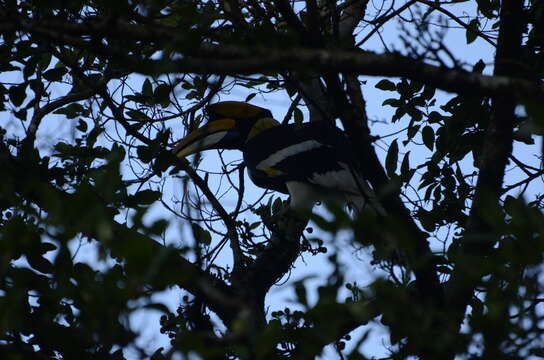 Image of Great Indian Hornbill