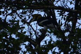 Image of Great Indian Hornbill